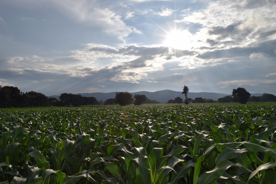 El gobierno de México fijará un precio garantía en diversos productos del campo como una medida para apoyar a los pequeños y medianos productores. Foto de archivo.
