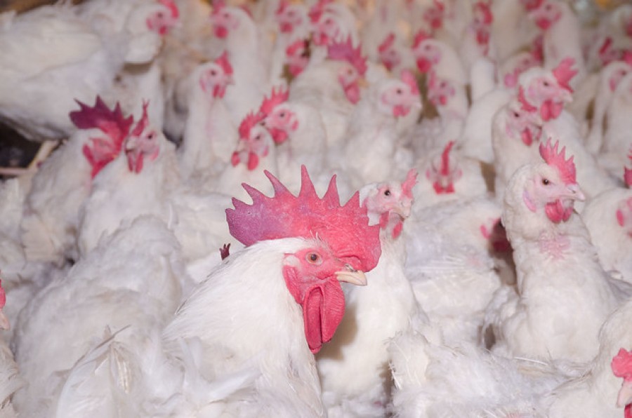 México ha prohibido temporalmente la importación de pollo proveniente de algunos condados de Californio por brotes de gripe aviar. Foto de U.S. Department of Agriculture