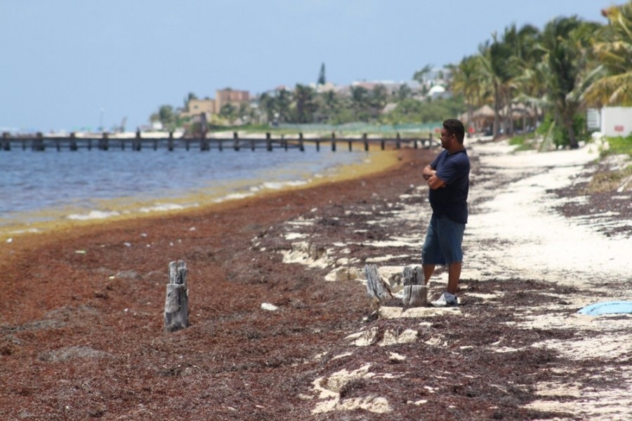 El arribo masivo de sargazo a las playas de Quintana Roo ha afectado a los comerciantes y proveedores de servicios turísticos de la región, además de dañar la salud de los ecosistemas marinos. Foto de Semarnat.