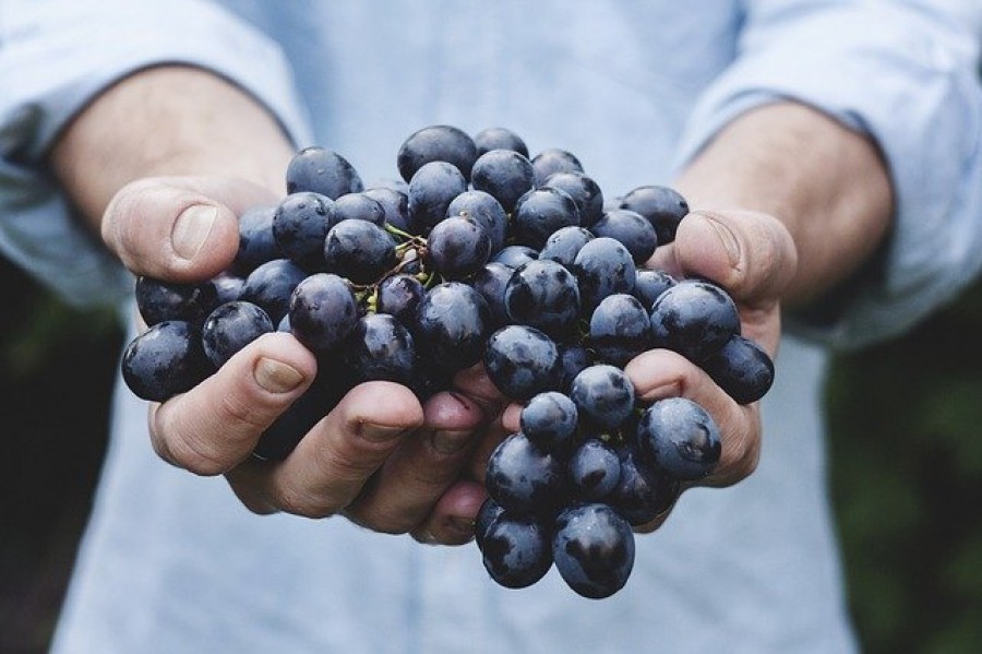 FreshProduce creará incentivos financieros para la puesta en marcha de agricultura sustentable. Foto archivo