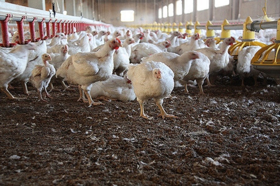 El organismo de la Secretaría de Agricultura y Desarrollo Rural comunicó a los productores la medida, cuyo propósito es proteger la producción avícola nacional y garantizar el abasto de carne de pollo y huevo. Foto archivo