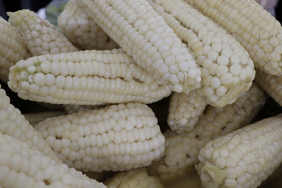 IMCO dijo que la imposición de un arancel de 50% a las exportaciones de maíz blanco representa un riesgo para la competitividad del país. Foto Flickr.com (https://flic.kr/p/LUReyZ)