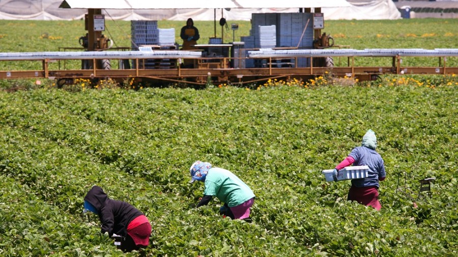 México volvió a recibir un monto récord de remesas el año pasado de sus trabajadores, como estos en los campos de Oxnard, California. Este es el noveno año seguido que esas transferencias registran un aumento para alcanzar cifras anuales no vistas antes. Foto flicker.com/Alex Proimos (https://flic.kr/p/cBc6UE)