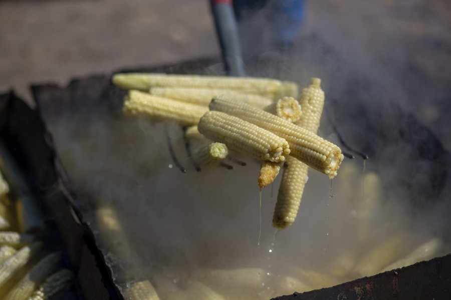 El gobierno mexicano publica nuevo decreto para precisar las reglas del uso de maíz transgénico y el glifosato. Foto AP/Andres Leighton