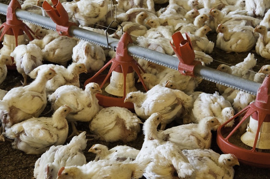 La gripe aviar está mostrando signos tempranos de propagación en América del Sur, poniendo en mayor peligro los suministros mundiales de pollo. Foto de U.S. Department of Agriculture