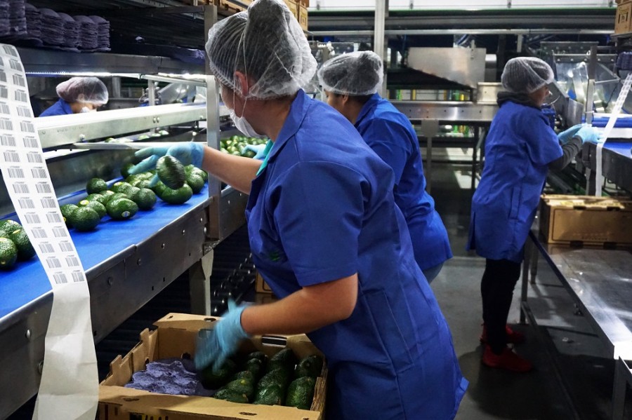 La economía mexicana mantiene una tendencia positiva en junio, dice IOAE. Foto de Sagarpa