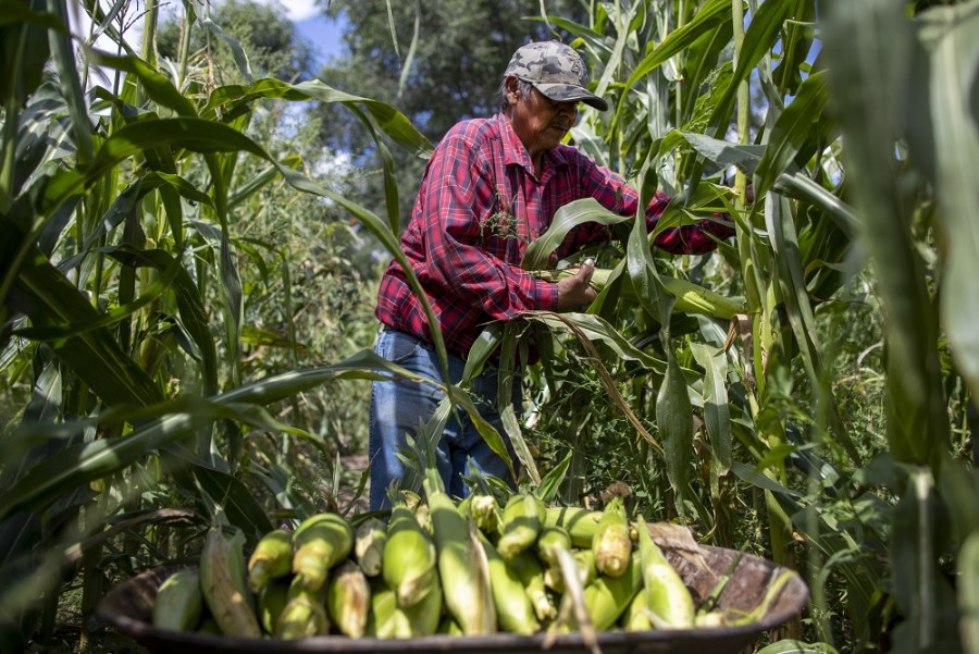 La actividad económica en México rebasa las expectativas en agosto, con el mayor ritmo de avance en las actividades primarias, de acuerdo con Inegi. Foto AP/Andres Leighton